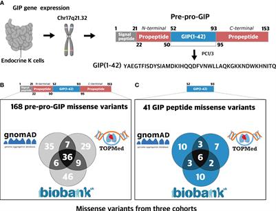 The Location of Missense Variants in the Human GIP Gene Is Indicative for Natural Selection